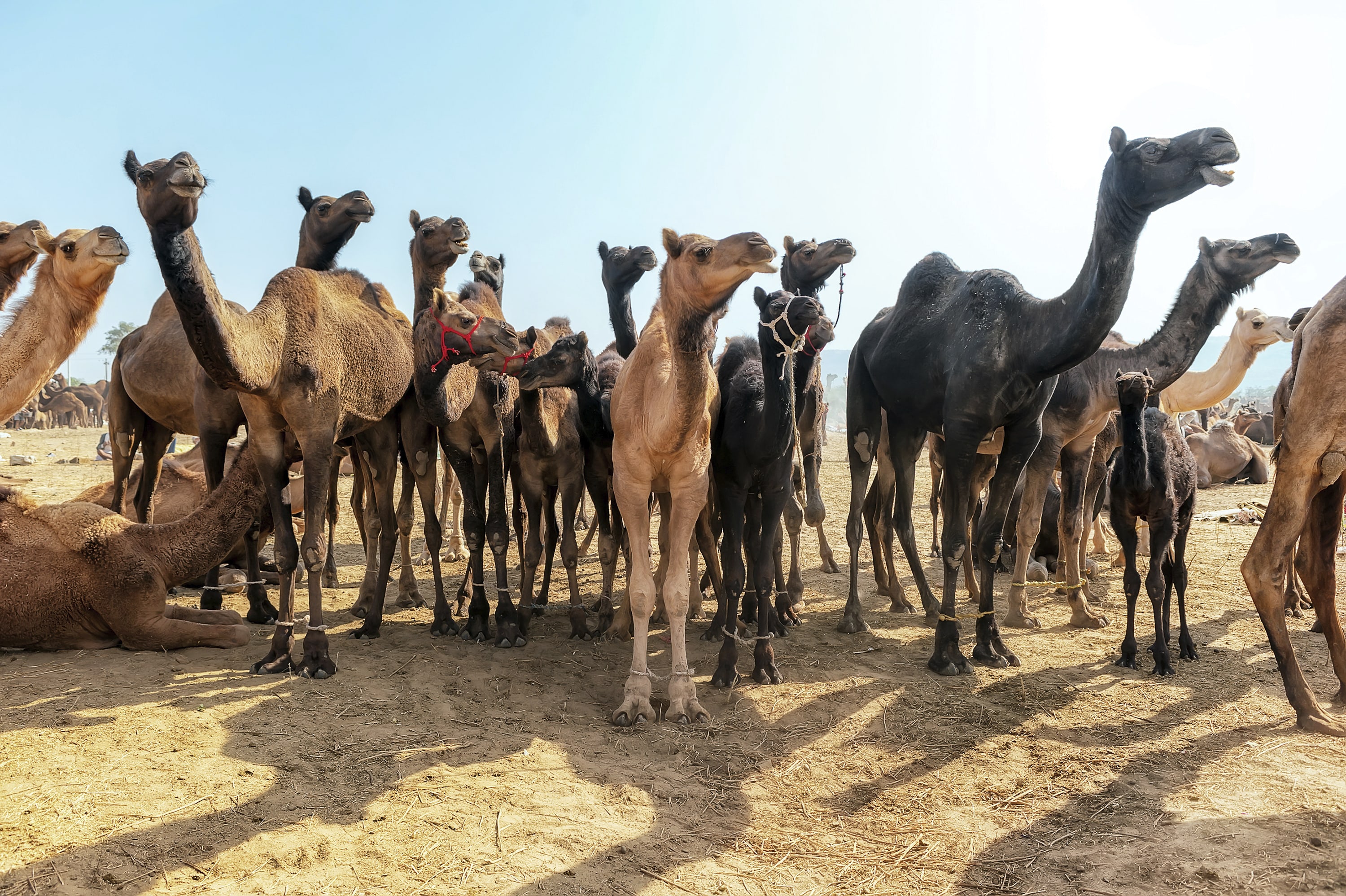 Pushkar Camel Fair Greaves India